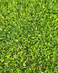 CLOVER BLEND PLUS CHICORY
