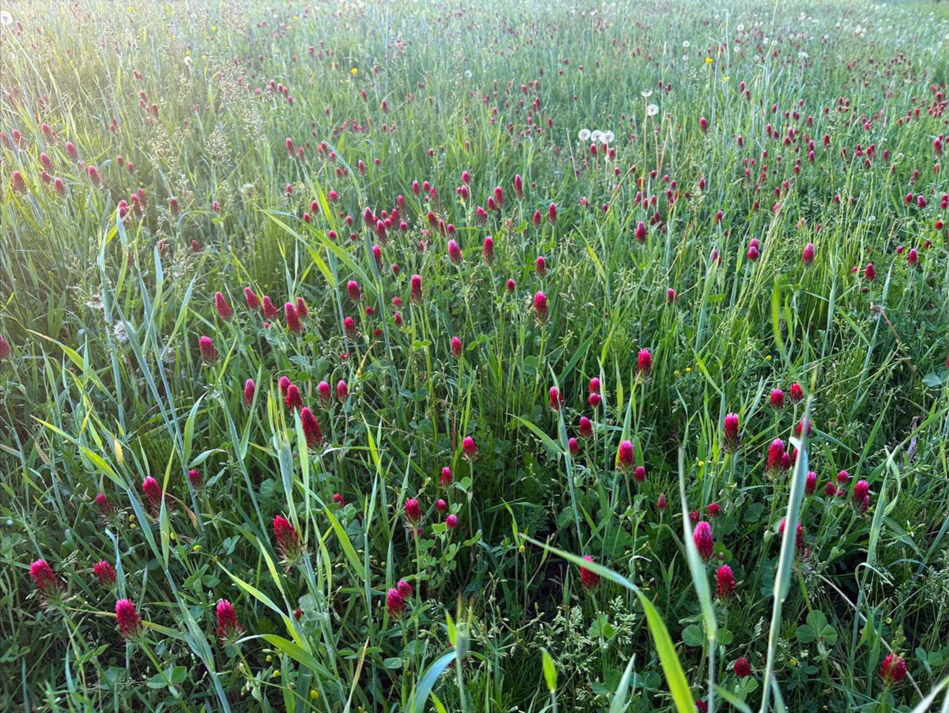 CRIMSON CLOVER