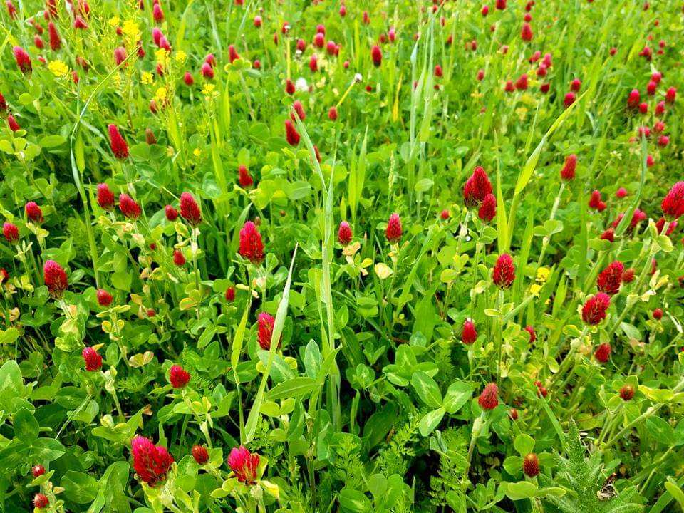 CRIMSON CLOVER