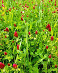 CRIMSON CLOVER