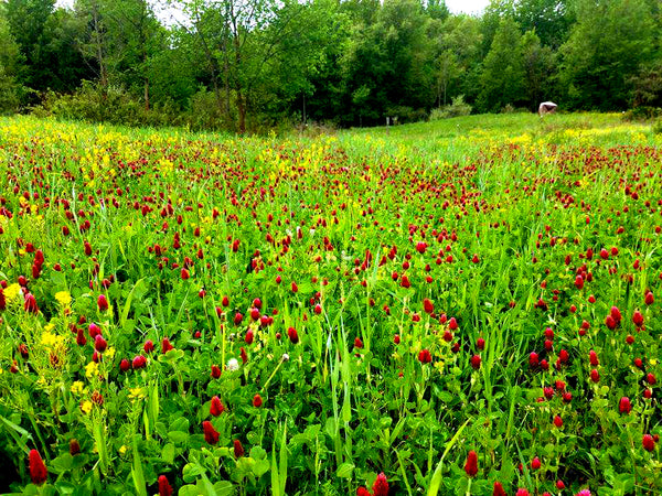 Crimson Clover