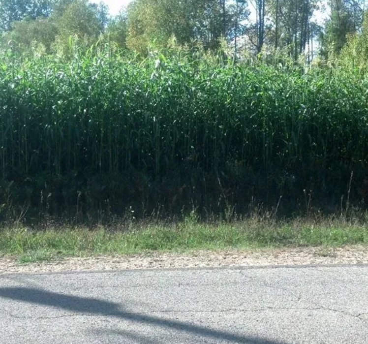 EGYPTIAN WHEAT