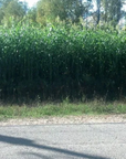 EGYPTIAN WHEAT