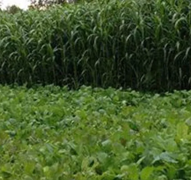 EGYPTIAN WHEAT