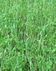 FALL FORAGE BLEND