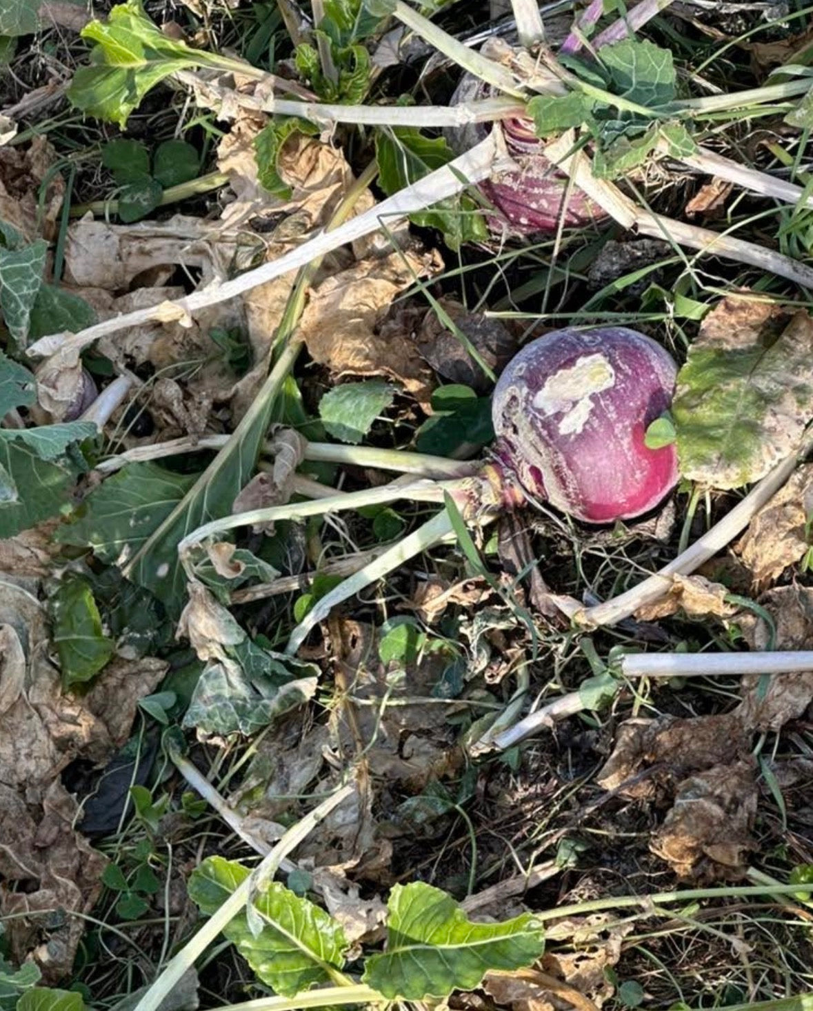 NORTHWOODS PURPLE TOP TURNIPS