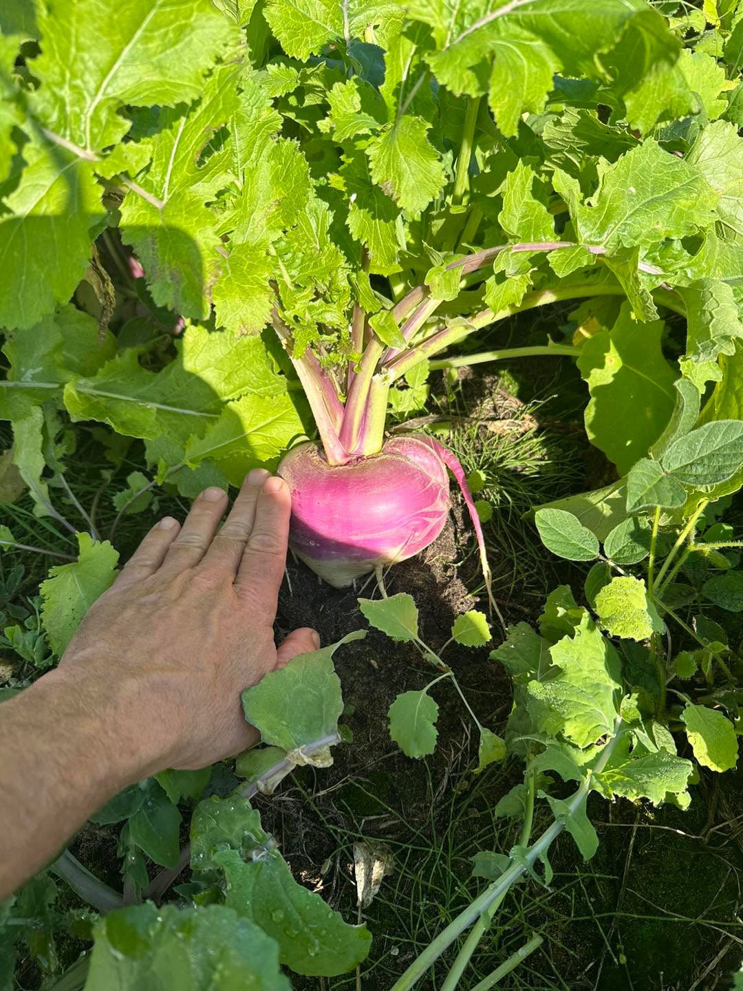 NORTHWOODS PURPLE TOP TURNIPS