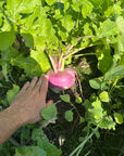 NORTHWOODS PURPLE TOP TURNIPS