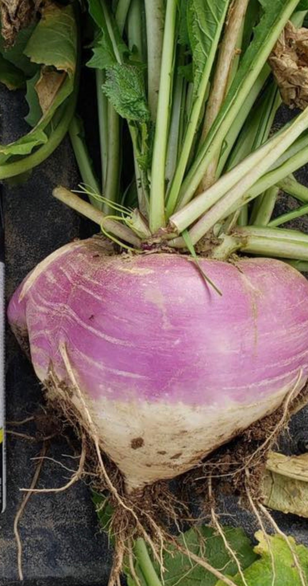 NORTHWOODS PURPLE TOP TURNIPS