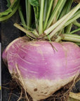 NORTHWOODS PURPLE TOP TURNIPS