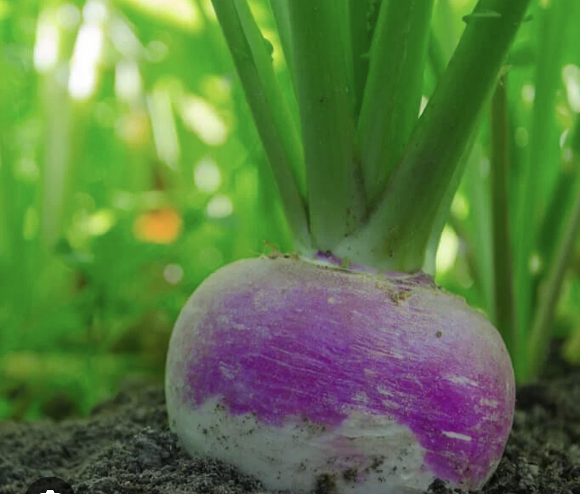 NORTHWOODS PURPLE TOP TURNIPS