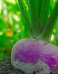 NORTHWOODS PURPLE TOP TURNIPS