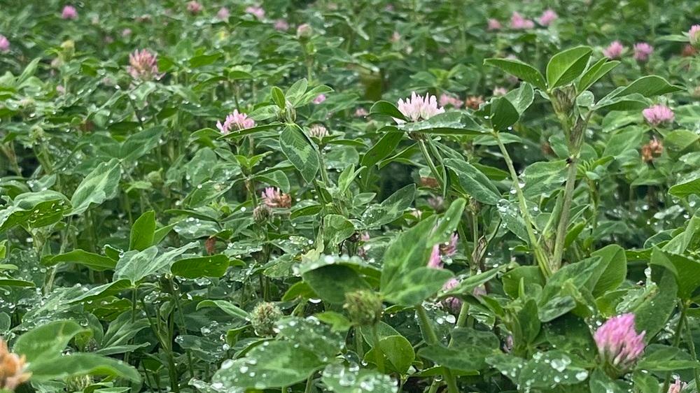 MEDIUM RED CLOVER