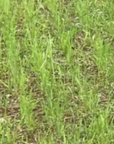 WHITETAIL FORAGE OATS