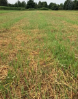 WHITETAIL FORAGE OATS