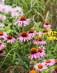 POLLINATOR BLEND : ( 1 ACRE )