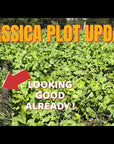 SWEET FEAST BRASSICA BLEND