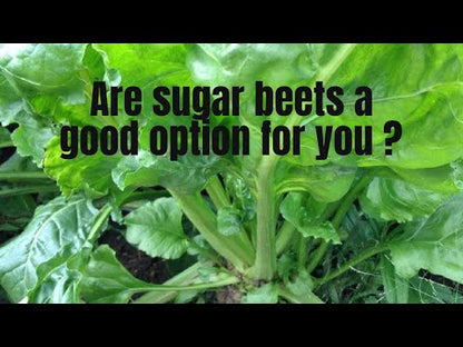SUGAR BEETS