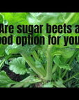 SUGAR BEETS