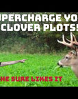 CLOVER BLEND PLUS CHICORY