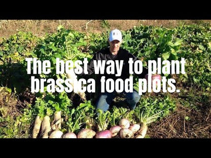 Short Season and Southern States Brassica Blend