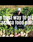 SHORT SEASON / SOUTHERN STATES BRASSICA BLEND