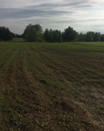 SOIL BUILDER BLEND