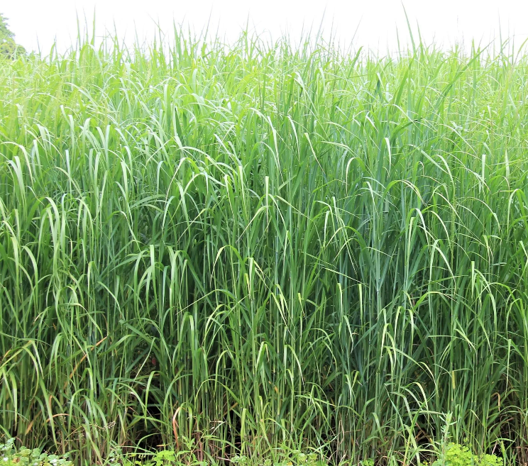 50 POUND BAG: SUNDANCE SWITCHGRASS