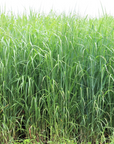 50 POUND BAG:  RC SUNDANCE SWITCHGRASS