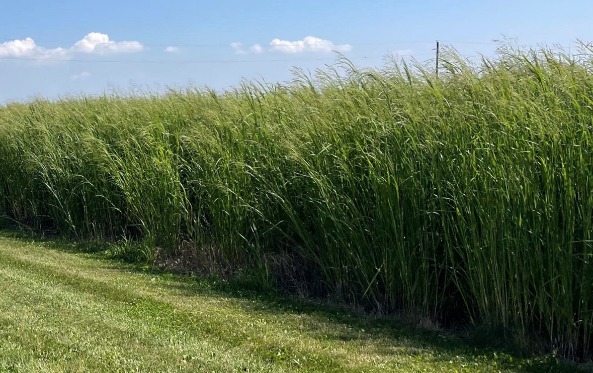 50 POUND BAG: SUNDANCE SWITCHGRASS