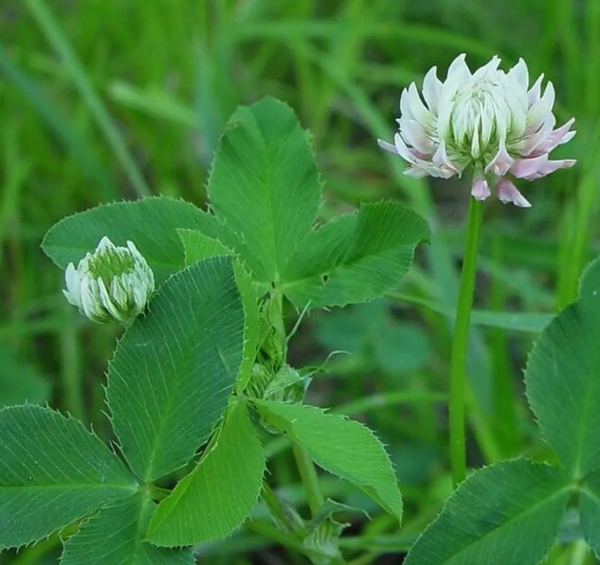 Wet Ground Clover