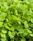WET GROUND CLOVER