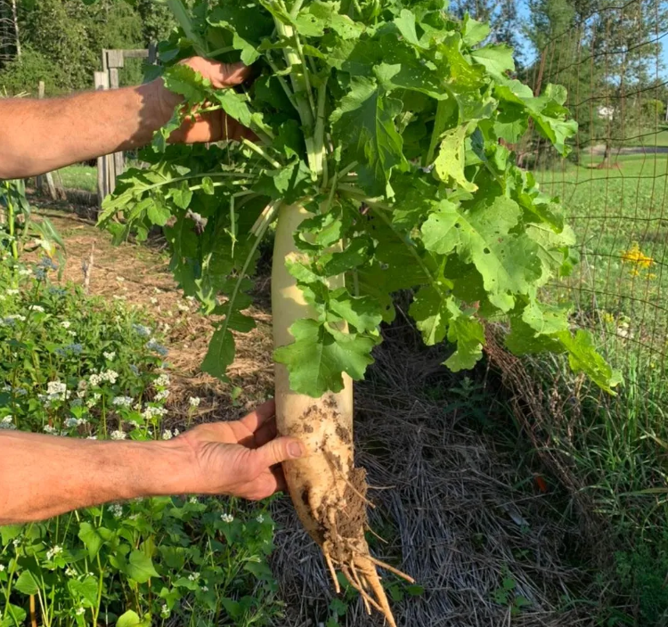 WHITETAIL FORAGE RADISH