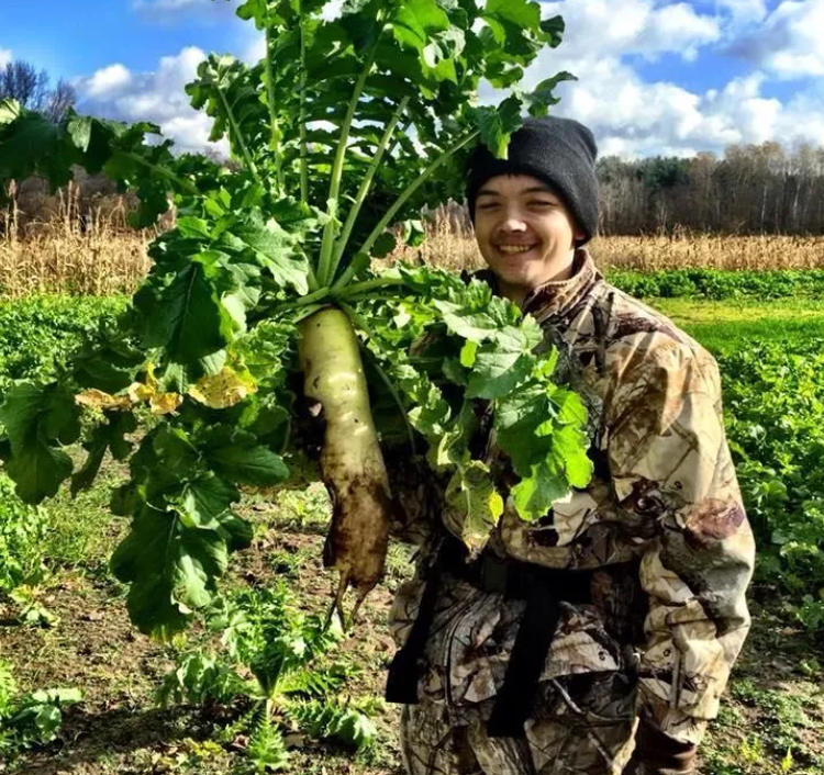 WHITETAIL FORAGE RADISH