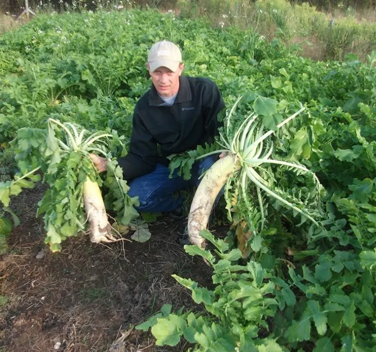 WHITETAIL FORAGE RADISH