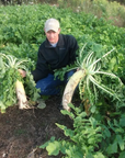 WHITETAIL FORAGE RADISH