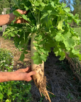 WHITETAIL FORAGE RADISH